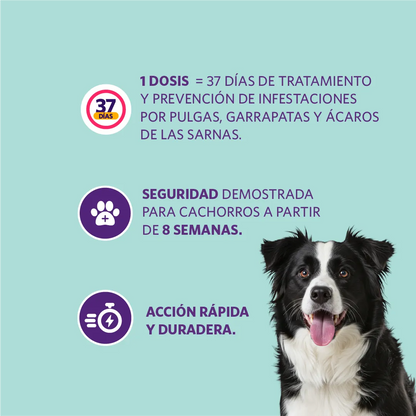 Bravecto Perro 1 Mes 10 - 20 kg (200 mg)