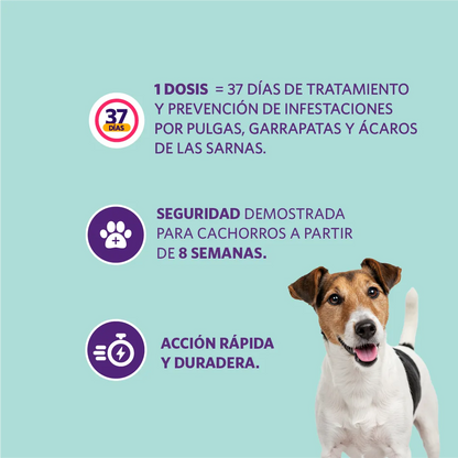 Bravecto Perro 1 Mes 4.5 - 10 kg (100 mg)