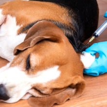Vacunación anual para perro o gato
