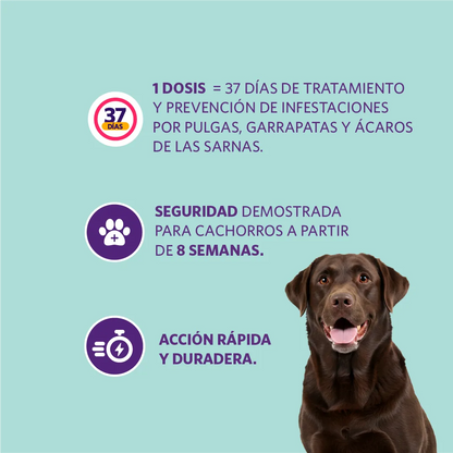 Bravecto Perro 1 Mes 20 - 40 kg (400 mg)