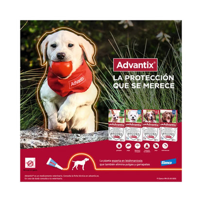 Advantix Perro 4 - 10 k (1ml)