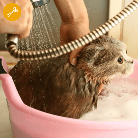 Baño GATO a domicilio