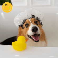 Baño Perro PEQUEÑO (hasta 9 Kg) domicilio