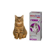 Bravecto Plus Gato 6.25 - 12.5kg (500mg)