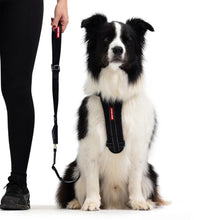 Click Leash Ezydog