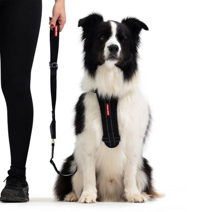 Click Leash Ezydog