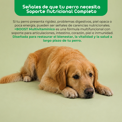 Flowpet + Boost Suplemento para Perros 60 Cápsulas