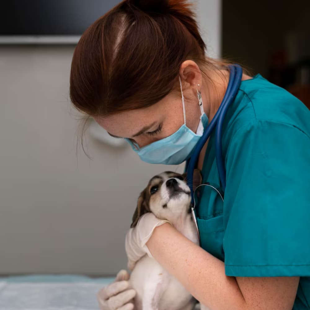 Consulta veterinaria a domicilio