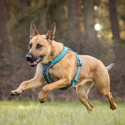 Non-Stop Dogwear Line Harness 5.0 Morado Talla 5