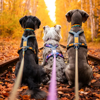 Non-Stop Dogwear Line Harness 5.0 Rachel Pohl Edition Morado/Rosado Talla 4