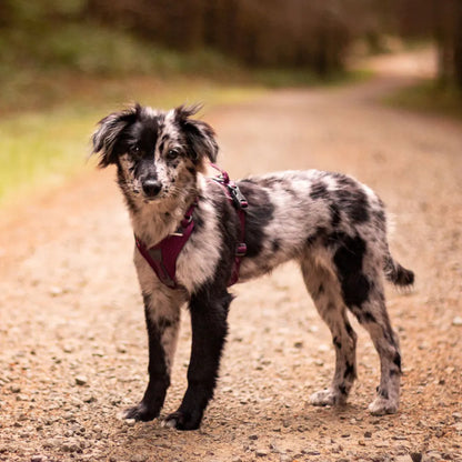 Non-Stop Dogwear Ramble Harness Morado Talla L