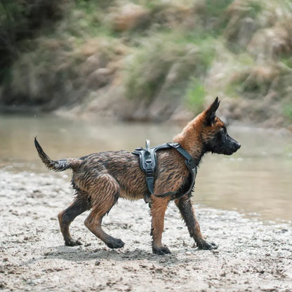 Non-Stop Dogwear Ramble Harness Morado Talla L