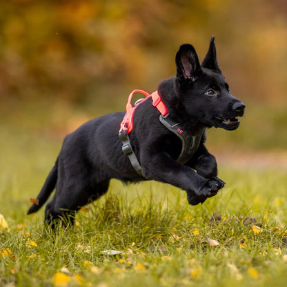 Non-Stop Dogwear Ramble Harness Morado Talla L