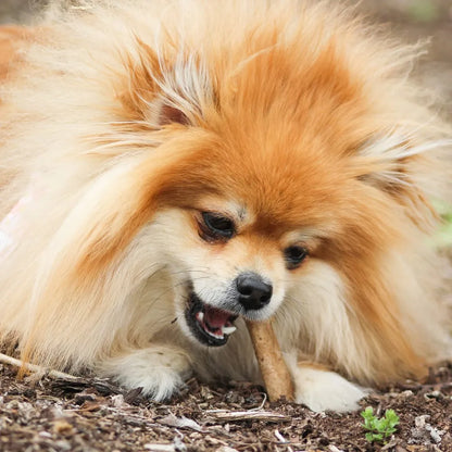 Nylabone Healthy Edibles Tocino 2 und 44 g