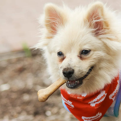 Nylabone Healthy Edibles Tocino 2 und 44 g