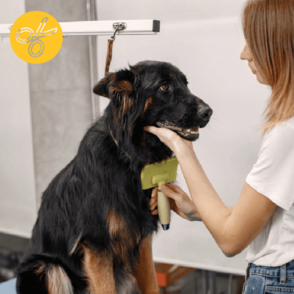 Peluquería Perro GRANDE (hasta 40 Kg) a domicilio