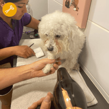 Peluquería Perro MEDIANO (hasta 20 Kg) a domicilio