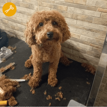 Peluquería Perro MEDIANO (hasta 20 Kg) a domicilio