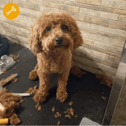 Peluquería Perro MEDIANO (hasta 20 Kg) a domicilio