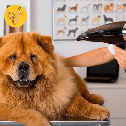 Peluquería Perro X-GRANDE (+40 Kg) a domicilio