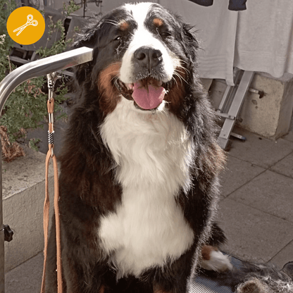 Peluquería Perro X-GRANDE (+40 Kg) a domicilio