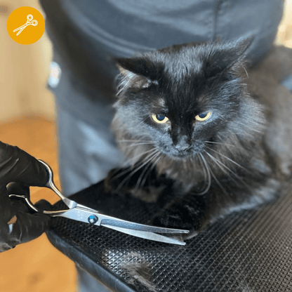 Peluquería GATO a Domicilio