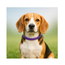 Sentry Calming Collar Perro